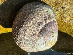 (Speckled Tegula) dorsal