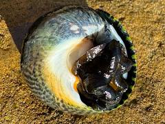 (Speckled Tegula) underside