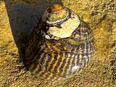 (Speckled Tegula) upperside