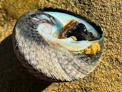 (Speckled Tegula) ventral