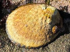 (Owl Limpet) dorsal