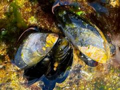 (Mediterranean Mussel) bivalves