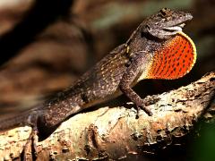 (Brown Anole) male dewlap display