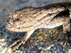 (Western Fence Lizard) profile