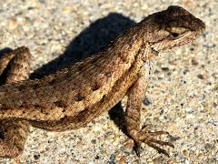 (Western Fence Lizard) lateral