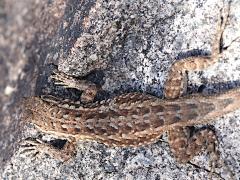 (Common Side-blotched Lizard) elegans male dorsal