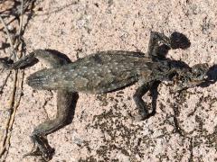 (Common Side-blotched Lizard) elegans male dead