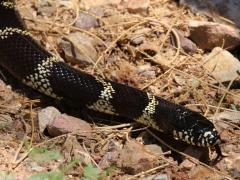 (California Kingsnake) body