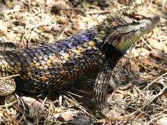 (Desert Spiny Lizard) basking