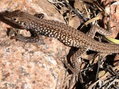 (Western Whiptail) dorsal