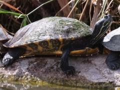 (River Cooter) basking