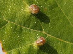 Eriophyidae Gall Mite upperside galls on River Birch