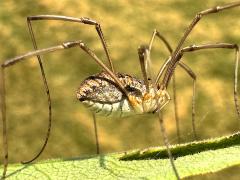 (European Harvestman) lateral