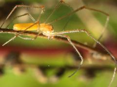 (Tetragnatha Longjawed Orbweaver) lateral