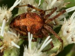 (Arabesque Orbweaver) dorsal