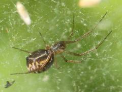 (Bowl and Doily Weaver) ventral