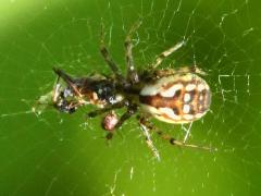 (Tuftlegged Orbweaver) dorsal