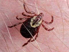 (American Dog Tick) female