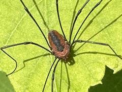 (Eastern Harvestman) frontal