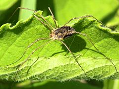 (European Harvestman) basking