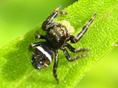 (Salticidae Jumping Spider) basking