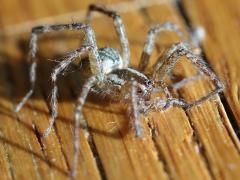 (Agelenidae Funnel Weaver) dorsal