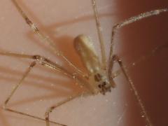 (Cellar Spider) dorsal