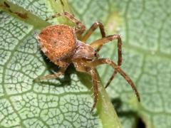 (Spotted Orbweaver) dorsal