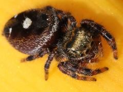 (Bold Jumping Spider) dorsal