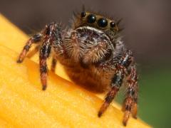 (Bold Jumping Spider) frontal