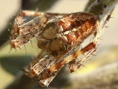 (Cross Orbweaver) dorsal