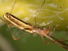 (Tetragnatha Longjawed Orbweaver) lateral