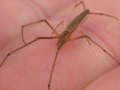 (Tetragnatha Longjawed Orbweaver) Tyler