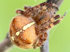 (Cross Orbweaver) dorsal