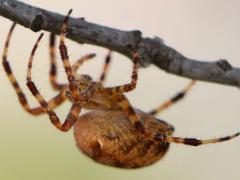 (Cross Orbweaver) lateral