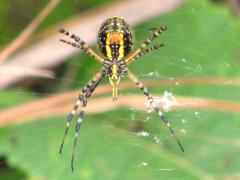 (Banded Garden Spider) female