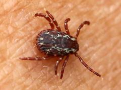 (American Dog Tick) male