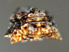 (Asian Spinybacked Orbweaver) rear