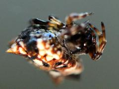 (Asian Spinybacked Orbweaver) ventral