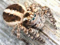 (Langona Jumping Spider) eyes