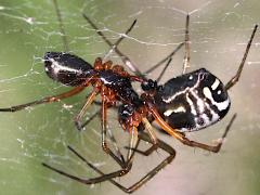 (Frutetorum Sheet-Weaver) mating