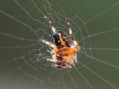 (Neoscona Spotted Orbweaver) profile