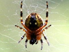 (Neoscona Spotted Orbweaver) underside