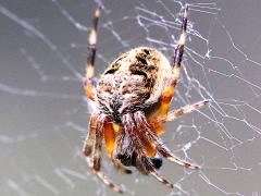 (Neoscona Spotted Orbweaver) upperside