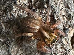 (Banner-legged Jumping Spider) dorsal