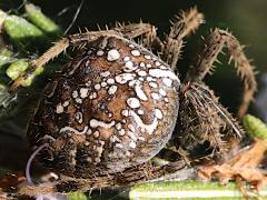 (Cross Orbweaver) rear