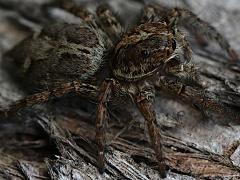 (Pantropical Jumping Spider) lateral