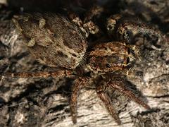 (Pantropical Jumping Spider) profile