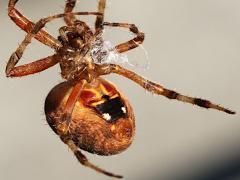 (Spotted Orbweaver) ventral