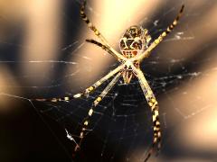 (Silver Garden Orbweaver) ventral